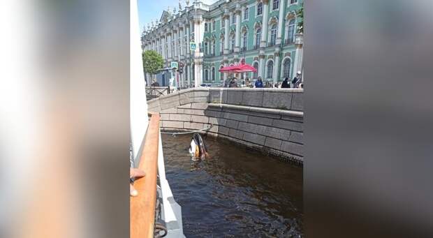 Петербуржец с пьяным другом перевернулись на гидроцикле возле Дворцовой набережной
