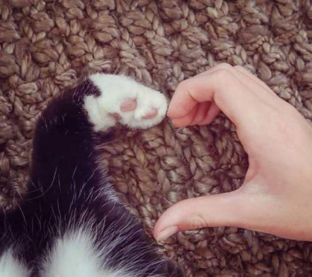 Способны ли кошки на любовь