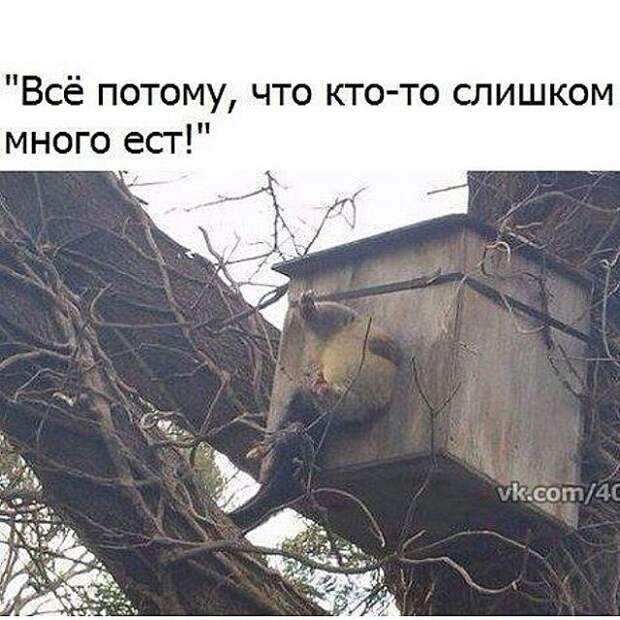 Весна идет - весне дорогу! изменения, интересное, похудение, юмор