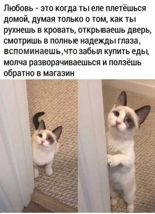 Порция позитивчика в 25 картинках