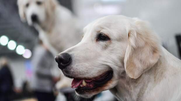 Кинолог Голубев пояснил, какие вещи помогают в поиске потерявшейся собаки