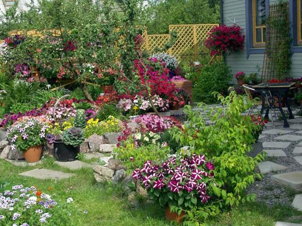 Petunia. Каскадная петуния