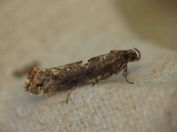 Бабочка луковой моли (Acrolepiopsis assectella) Бабочка луковой моли (Acrolepiopsis assectella)