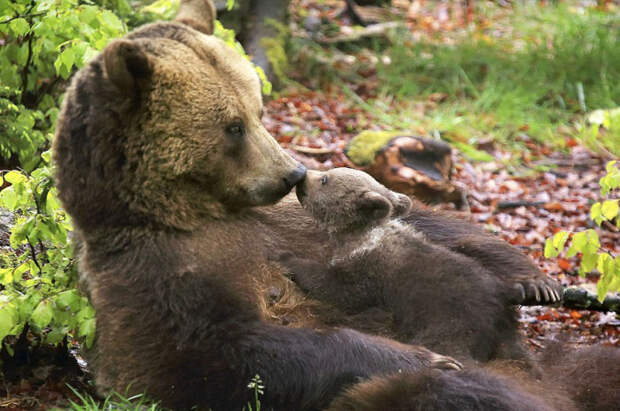 Маленький Барни, лежа на мягком животе у мамы, целует ее.