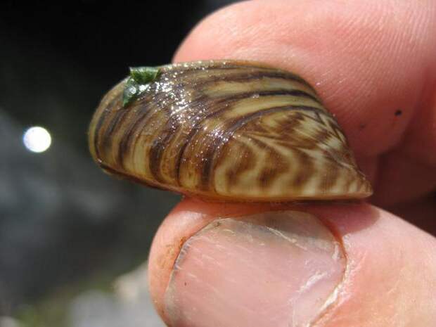Дрейссена речная  (Dreissena polymorpha) : описание, условия обитания и роль в экосистеме