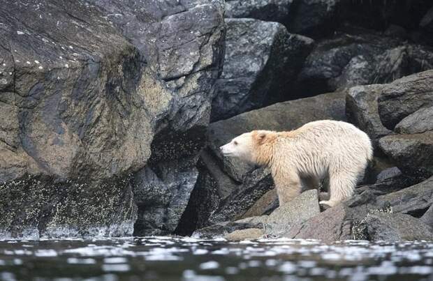Взрослый самец достигает длины 1,8 м и весит 220 кг Британская Колумбия, животные, канада, кермодский медведь, природа, фото, фотограф