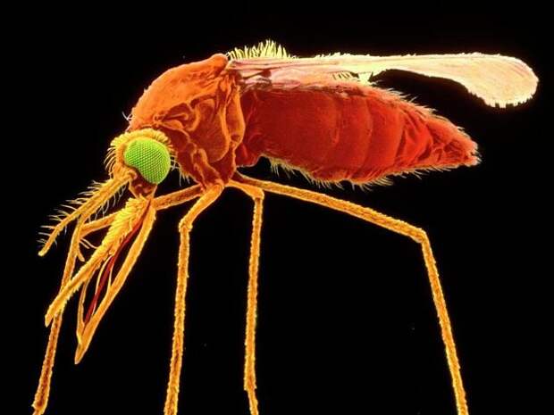 Фото: Dr. Tony Brain/Science Photo Library / Малярийный комар под микроскопом, 50-кратное увеличение