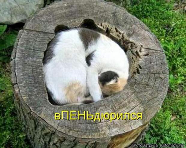 Котоматрицы(картинки с надписями)