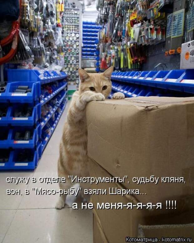 Лучшие котоматрицы недели Лучшие котоматрицы недели