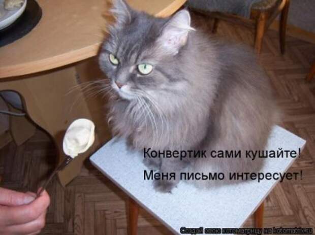 Лучшие котоматрицы недели (16 фото)