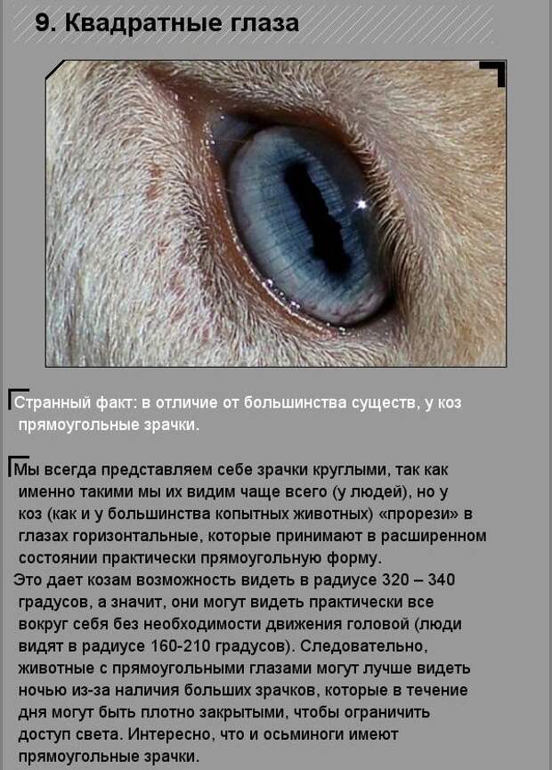 Удивительные факты о необычных созданиях природы Удивительные факты о необычных созданиях природы