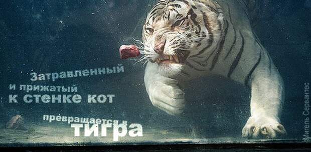Афоризмы в картинках на все случаи жизни (71 картинка)