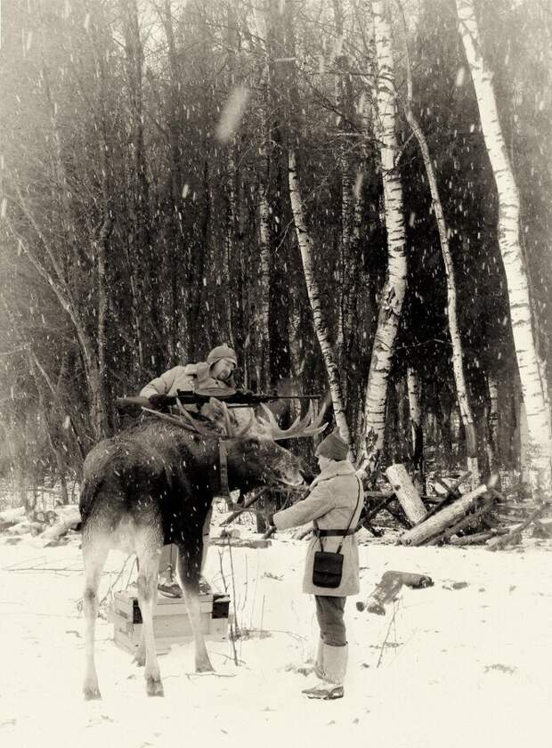 Боевой олень фото