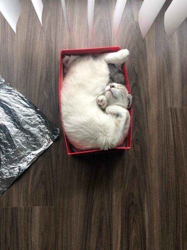 Любимая коробка Любимая коробка