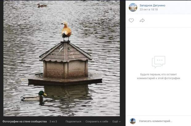 Фото дня: с высоты утиного полета