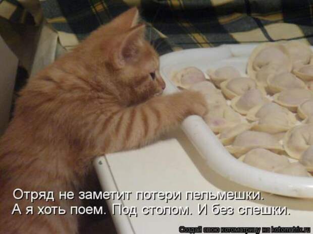 Котоматрицы(картинки с надписями)