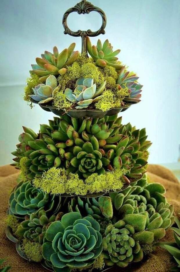 цветы