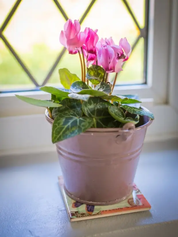 Цикламен персидский (Cyclamen persicum)