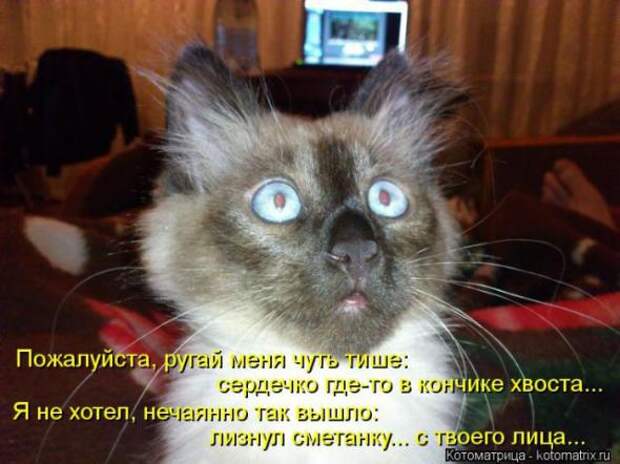 Котоматрицы(картинки с надписями)