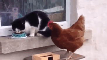 Животные, которые всегда сохраняют безразличие