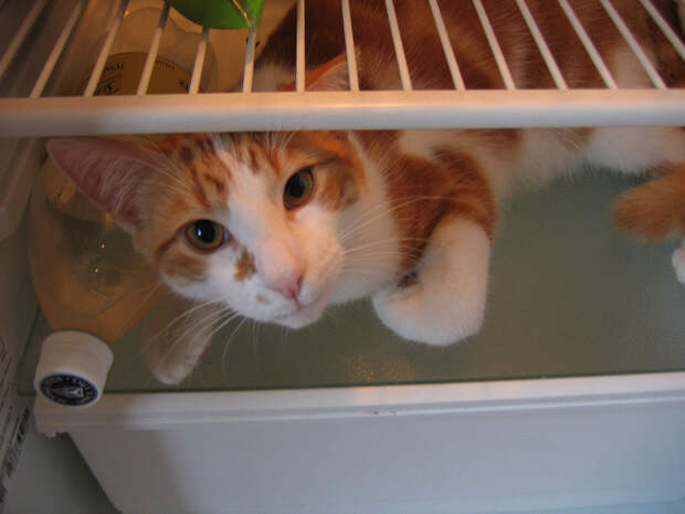 catfridge24 Коты в холодильниках