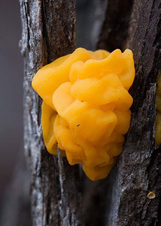 Fungi03 Fungi03 Самые красивые грибы в мире