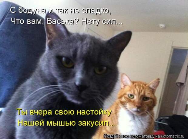 Лучшие котоматрицы недели (50 фото)