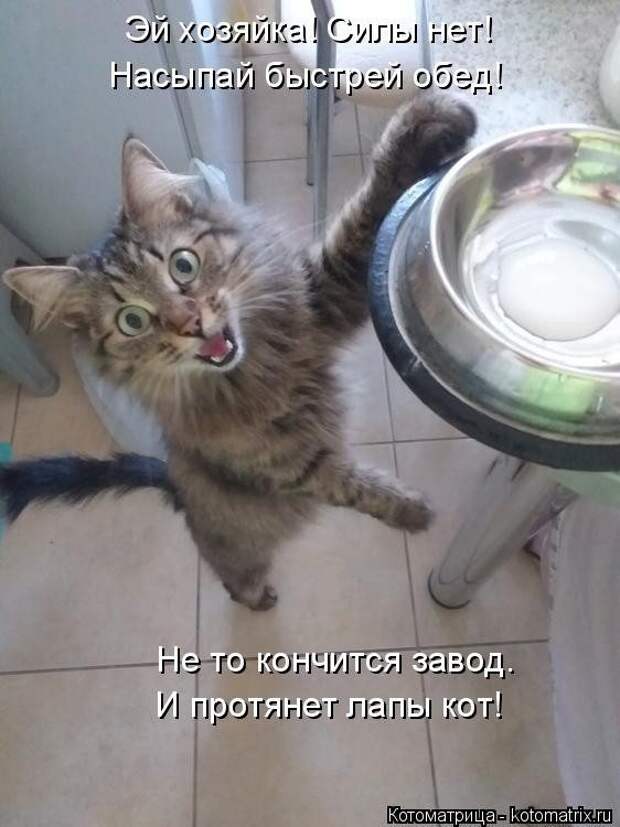 Самые свежие котоматрицы