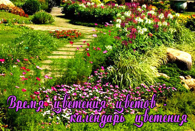 Время цветения садовых цветов - календарь цветения
