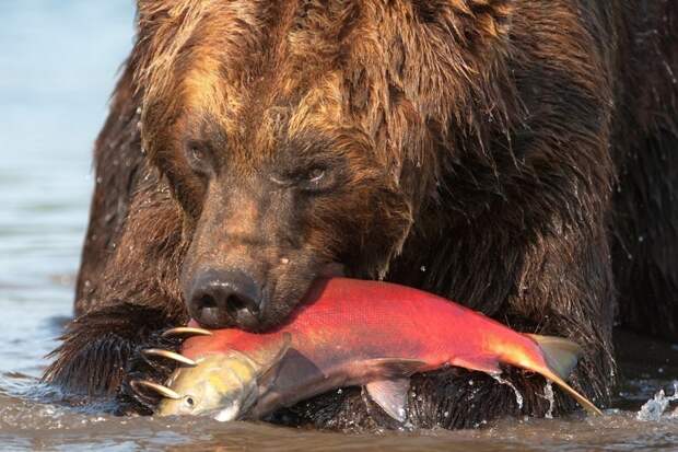 Бурые медведи Камчатки глазами фотографа Сергея Горшкова животные, звери, камчатка, красота, медведь, мишка, природа, фотограф