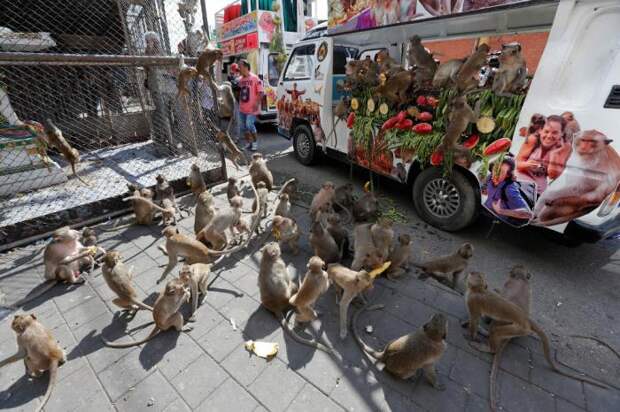 Monkey Buffet Festival: пир для обезьян (22 фото) Monkey Buffet Festival: пир для обезьян (22 фото)