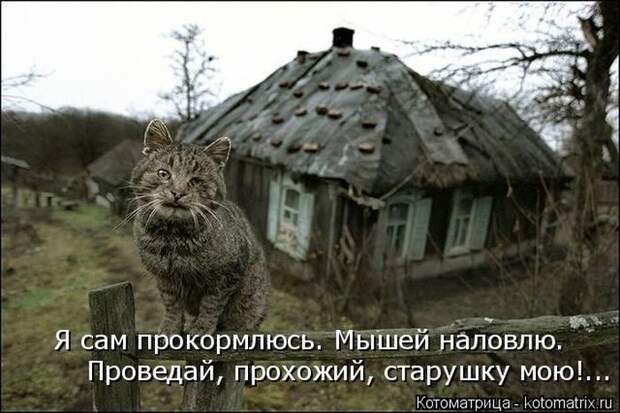 Лучшие котоматрицы недели (50 фото)