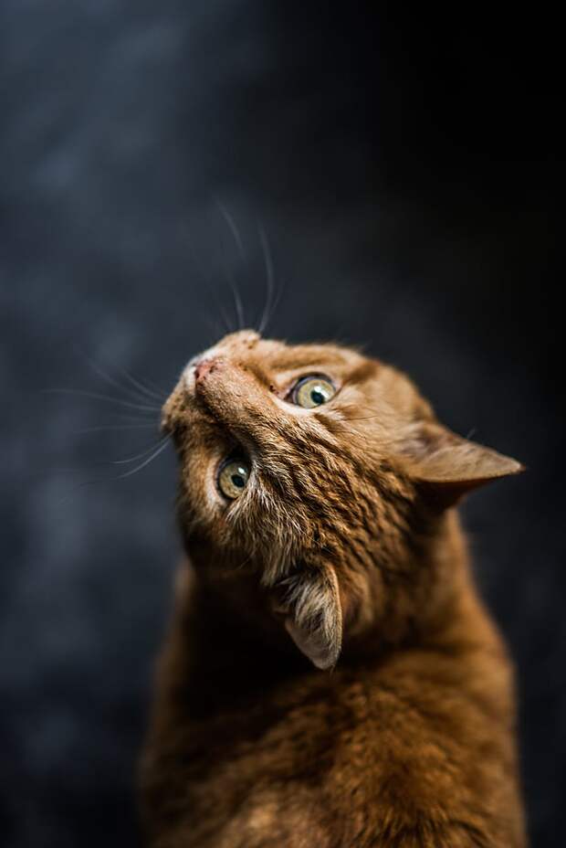 кот