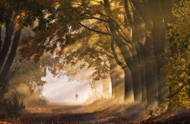 I Visited The Maple Alley In Złoty Potok, Poland To Capture The True Heart Of Autumn