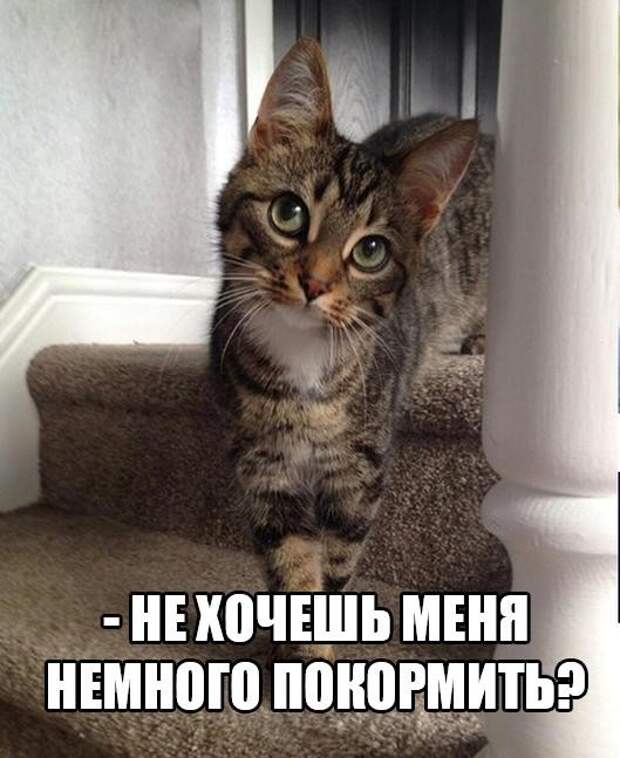 Смешные картинки с надписями прикол, юмор