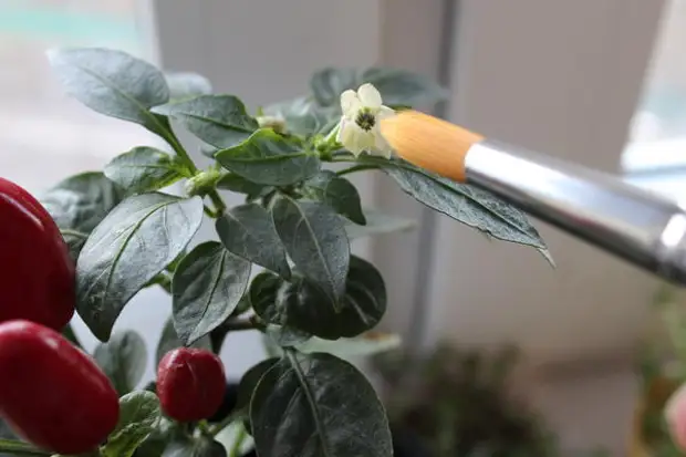 ����� �������������� ������� ������ ����� �� �����������