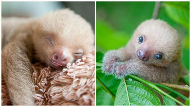 В Коста-Рике есть организация для защиты детенышей ленивцев, оставшихся без мам животные, защита животных, ленивцы, фотографии