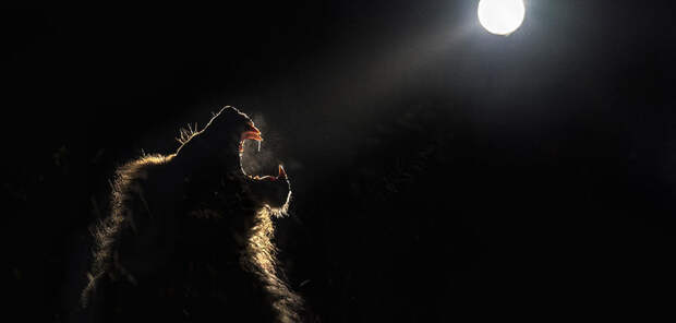 14 прекрасных и удивительных кадров о ночной жизни африканских животных