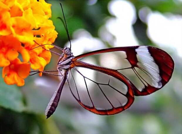 Отряд бабочки: размножение, питание, строение и основные подвиды