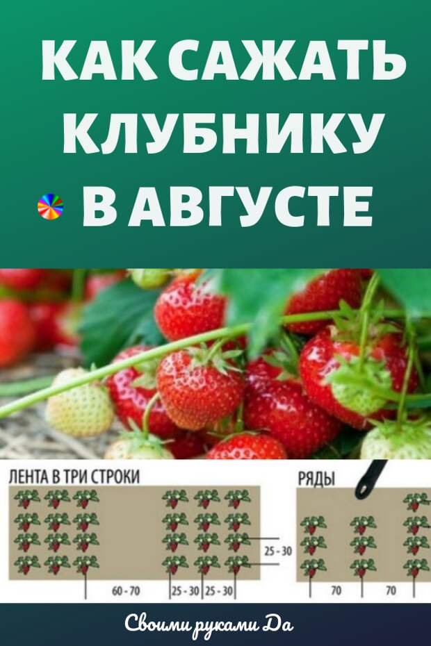 Как правильно посадить клубнику в августе, чтобы получить превосходный урожай на будущий год? Мы собрали в одной статье самые простые рекомендации, интересные советы и секреты, которые гарантируют вам наслаждение вкусными и ароматными плодами этой удивительной ягоды.