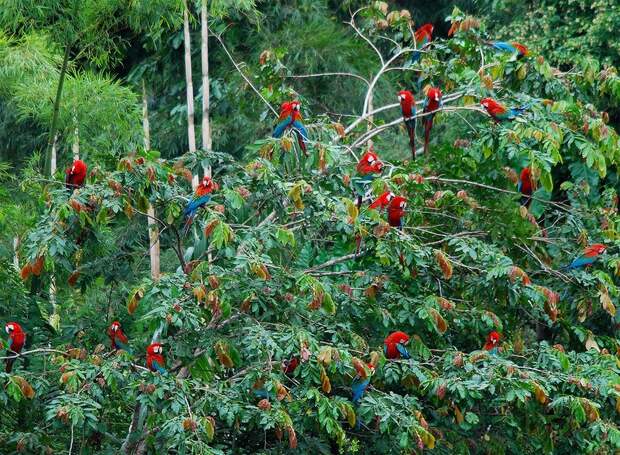 Amazonas30 Amazonas30 Большое фотопутешествие по лесам Амазонки