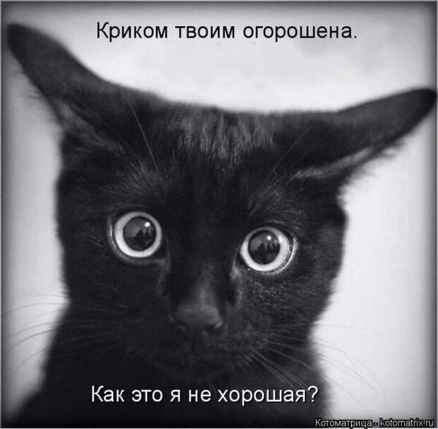 Лучшие котоматрицы недели (50 фото)