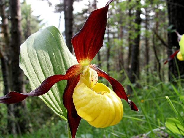 Венерин башмачок (Cypripedium calceolus)