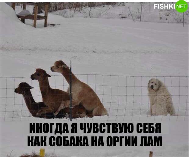 34 самых смешных собачьих фото, известных человечеству животные, мемы, собаки, юмор