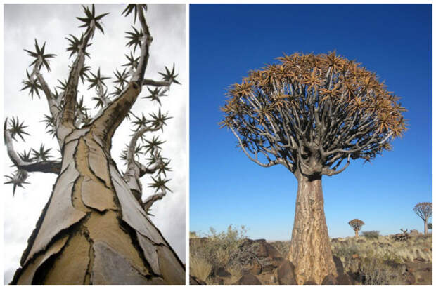 Природа умеет удивлять: самые необычные деревья