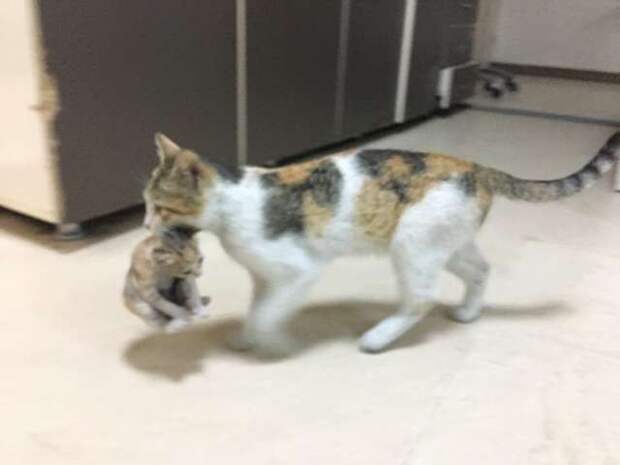 кошка с котёнком