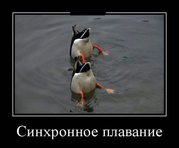 Демотиваторы (30 фото)