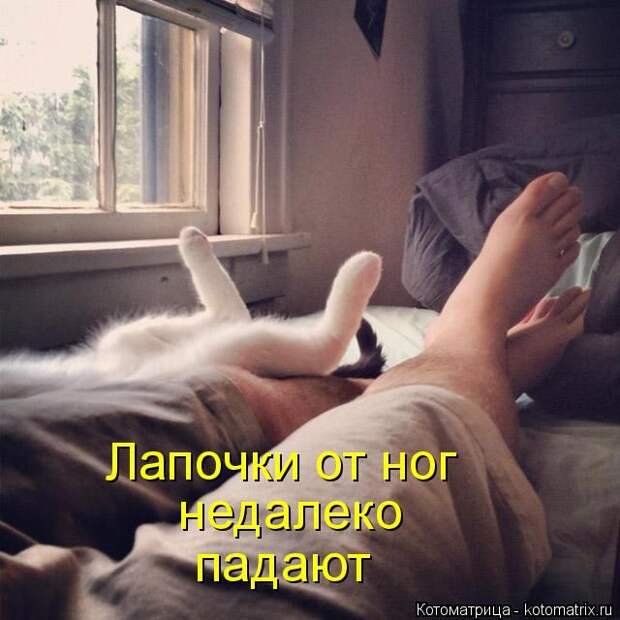 Лучшие котоматрицы недели (50 фото)