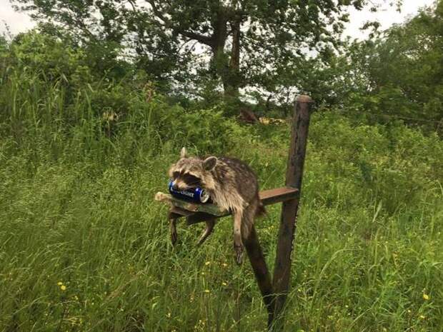 Прикольные картинки Прикольные картинки