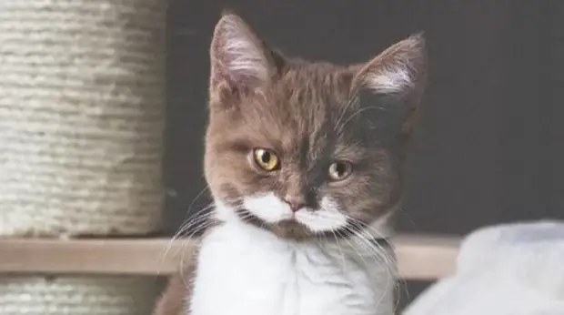 cat with moustache